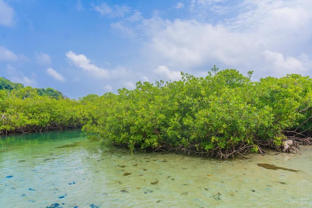A mangrove forest with clear shallow water.