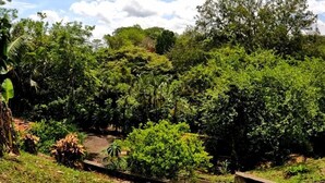 A lush garden with dense foliage and a variety of plants. - Serenity By Nature (Carrillos)