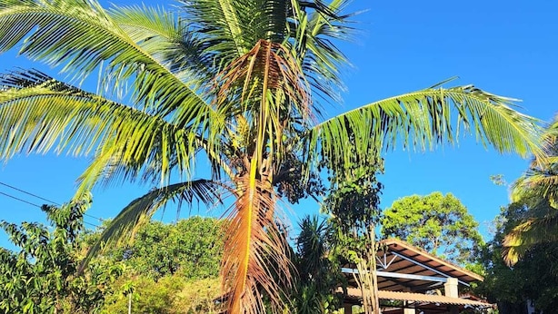 A palm tree, a covered structure, and a road. - Serenity By Nature (Carrillos)