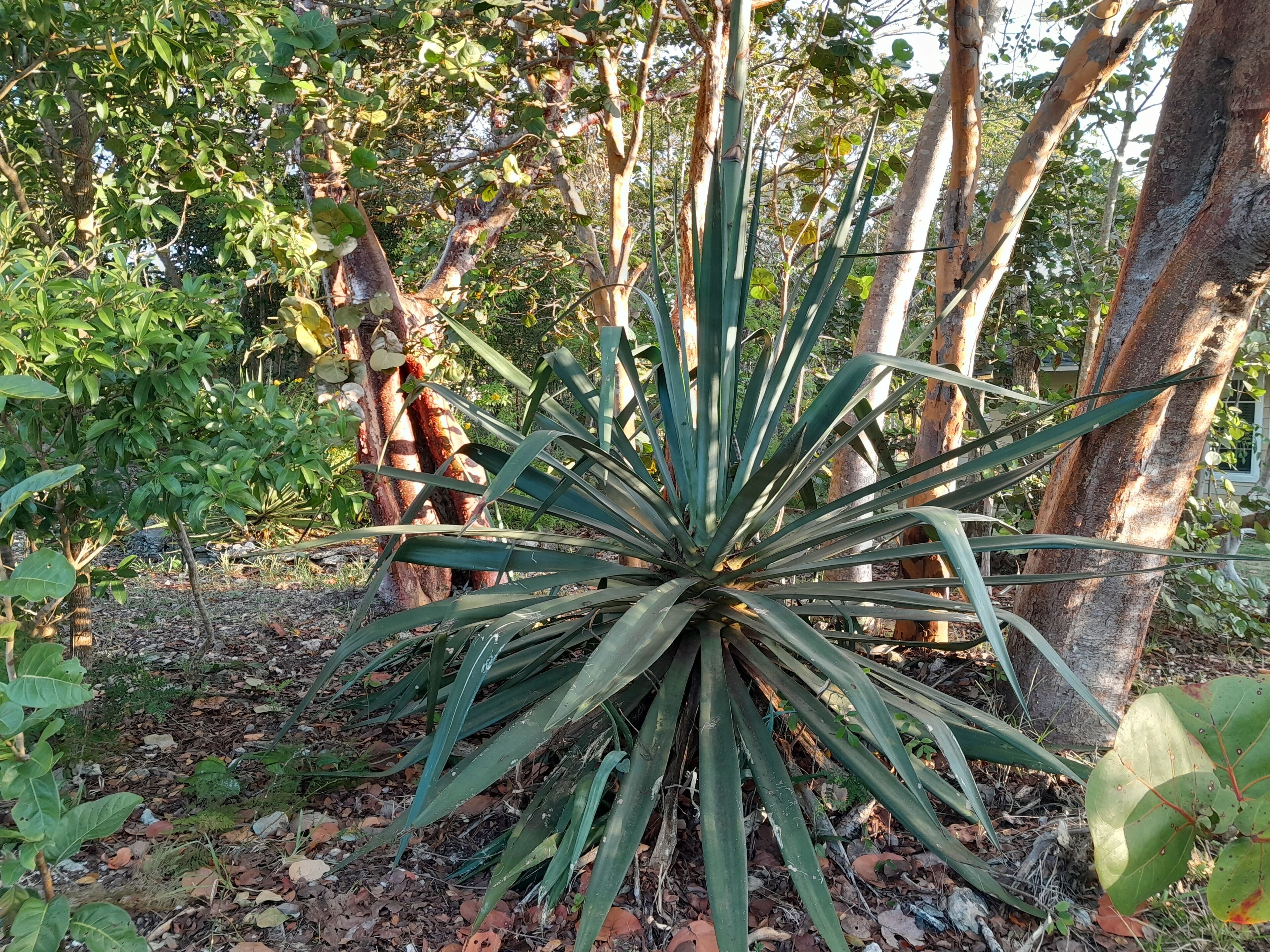 A plant with long, green leaves in a garden setting.