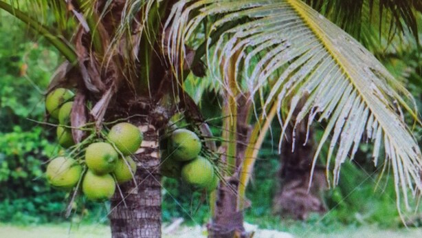 A palm tree with coconuts in a grassy area. - PARADISE CREEK COTTAGES (Andros Town)