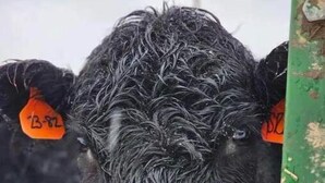 A close-up of a black cow with wet fur and ear tags marked "B-82" and "B-83". - 4-bedroom farm stay 20 minutes from Cooperstown All Star Village Fields (Morris)