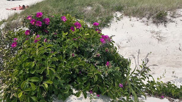 A beach with white sand, a rocky breakwater, and a line of purple flowers in the foreground. - Cape Cod Retreat - Sleeps 6 - A/C & Outdoor Shower (Falmouth)