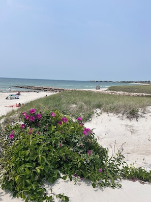Une plage de sable blanc, une digue rocheuse et, au premier plan, une rangée de fleurs violettes.