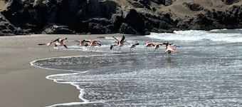 5 Minutos DE Playa Leon Dormido KM 77,5 Panamericana SUR