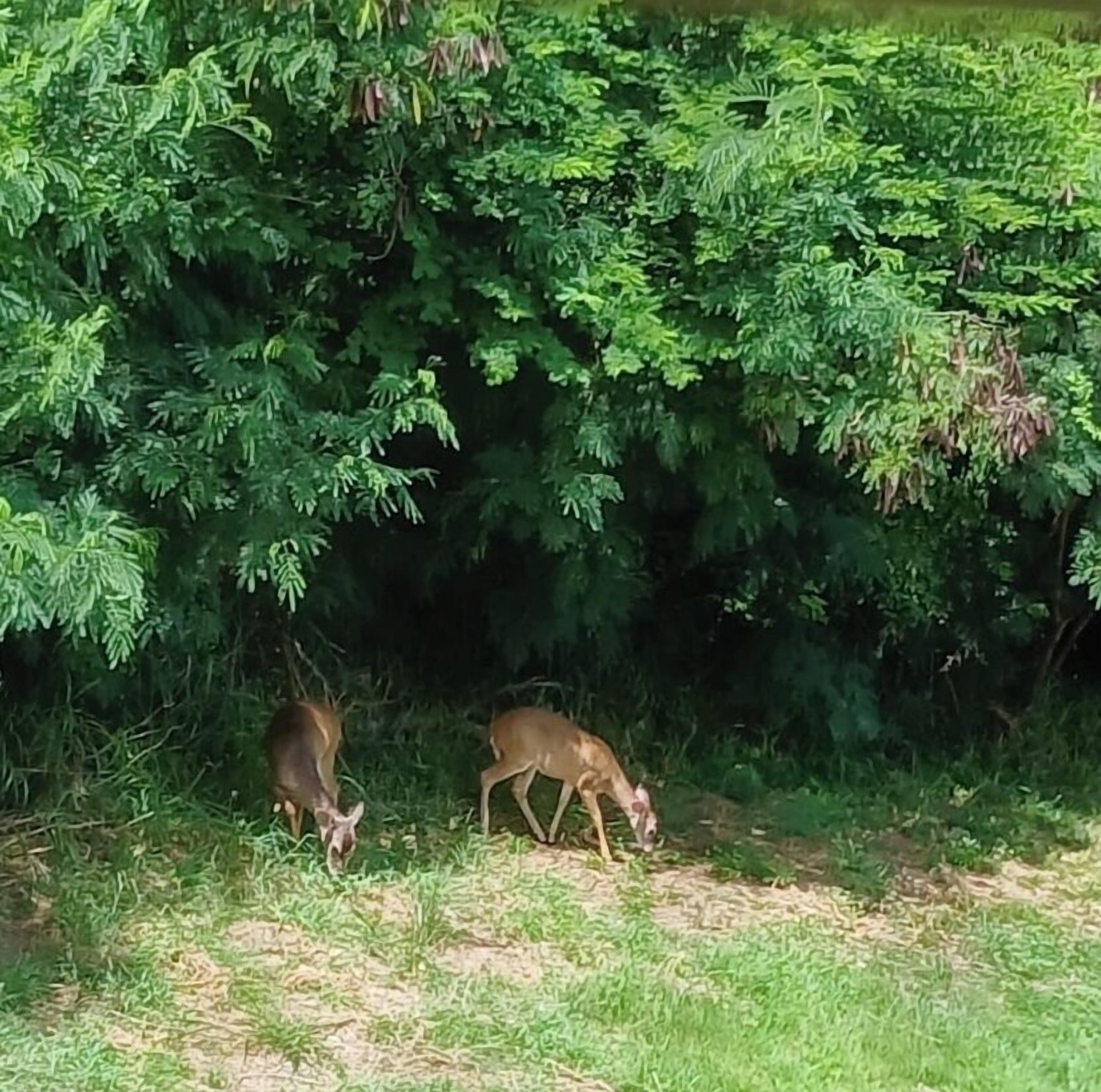 Dois veados pastando em uma área gramada com vegetação densa ao fundo.