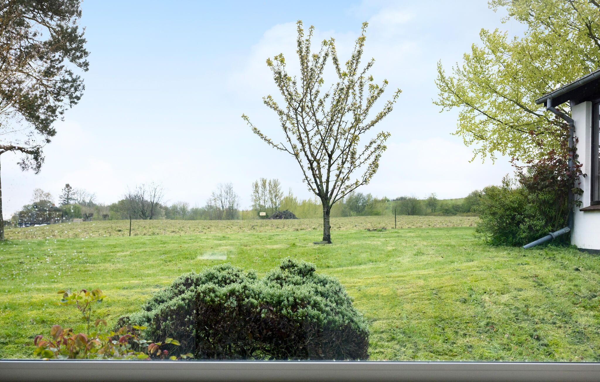 A grassy field with a tree and a bush in the foreground.