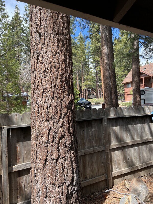 Property grounds - J-1 friendly housing- Cozy Tahoe Cottage (Incline Village)