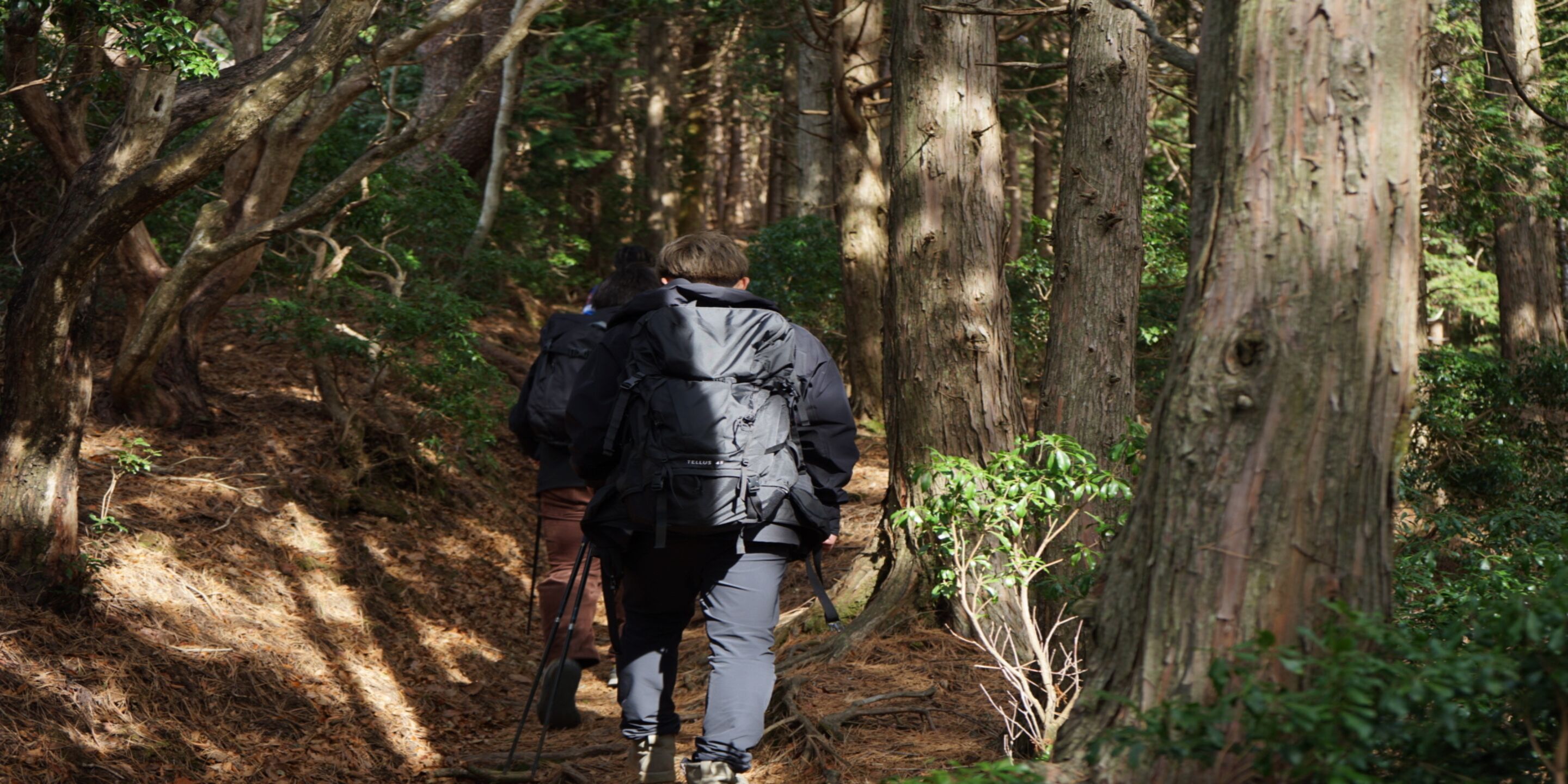 A forested hiking trail with tall trees and a backpacked hiker.