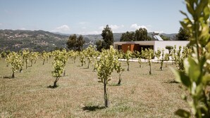 A vineyard with rows of young trees and a modern building in the background. - Villa located in "Douro Verde" with outdoor pool, 5 minutes from the Douro River (Paços de Gaiolo)