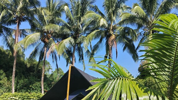 A tent set up in a grassy area with palm trees in the background. - Campo Duro ecolodge (Tomás de Berlanga)