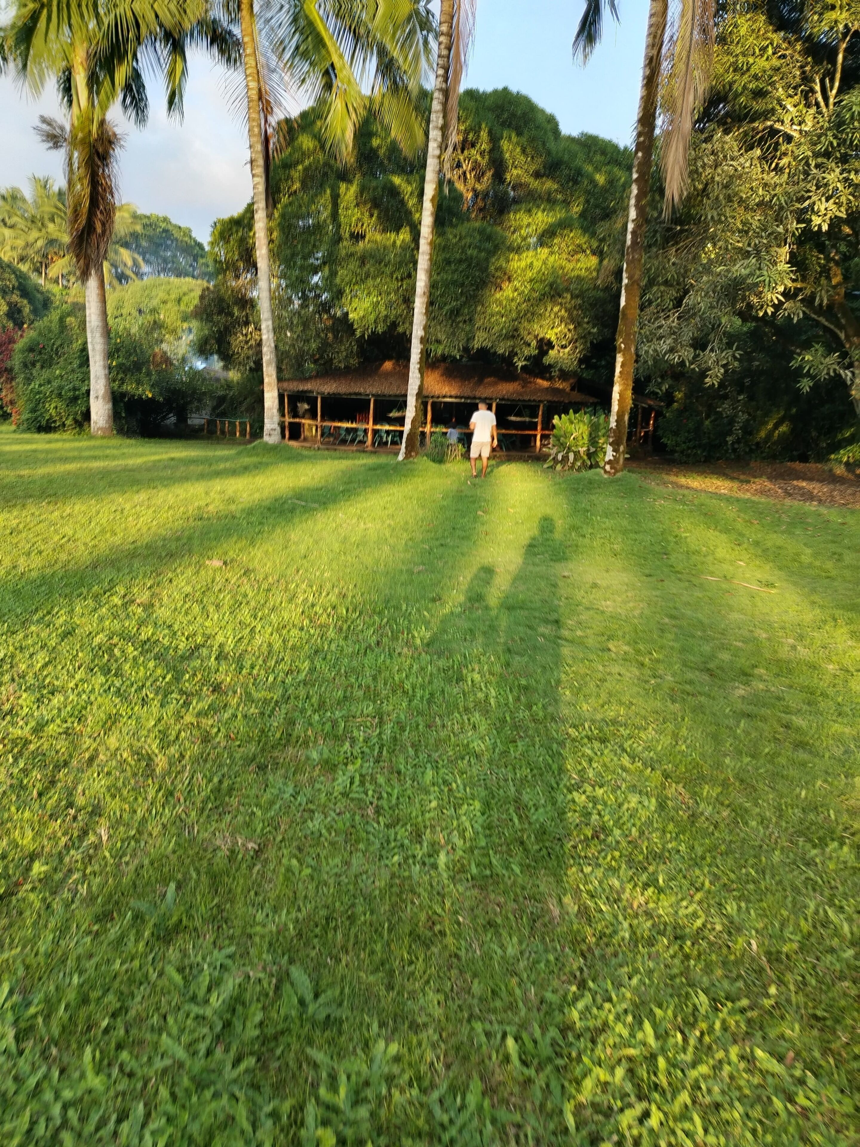A grassy area with palm trees and a building in the background.