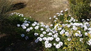 Un patio con mesa y sillas, rodeado de un jardín con flores blancas.