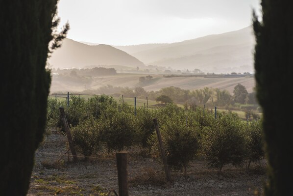 A vineyard with rows of grapevines and a hilly landscape in the background.