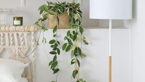 A bedroom with a bed, a bedside table with a magazine, a lamp, and two shelves with plants and a basket. - Comfortable 3 Bedroom Apartment - Number 5103 (Cape Town)