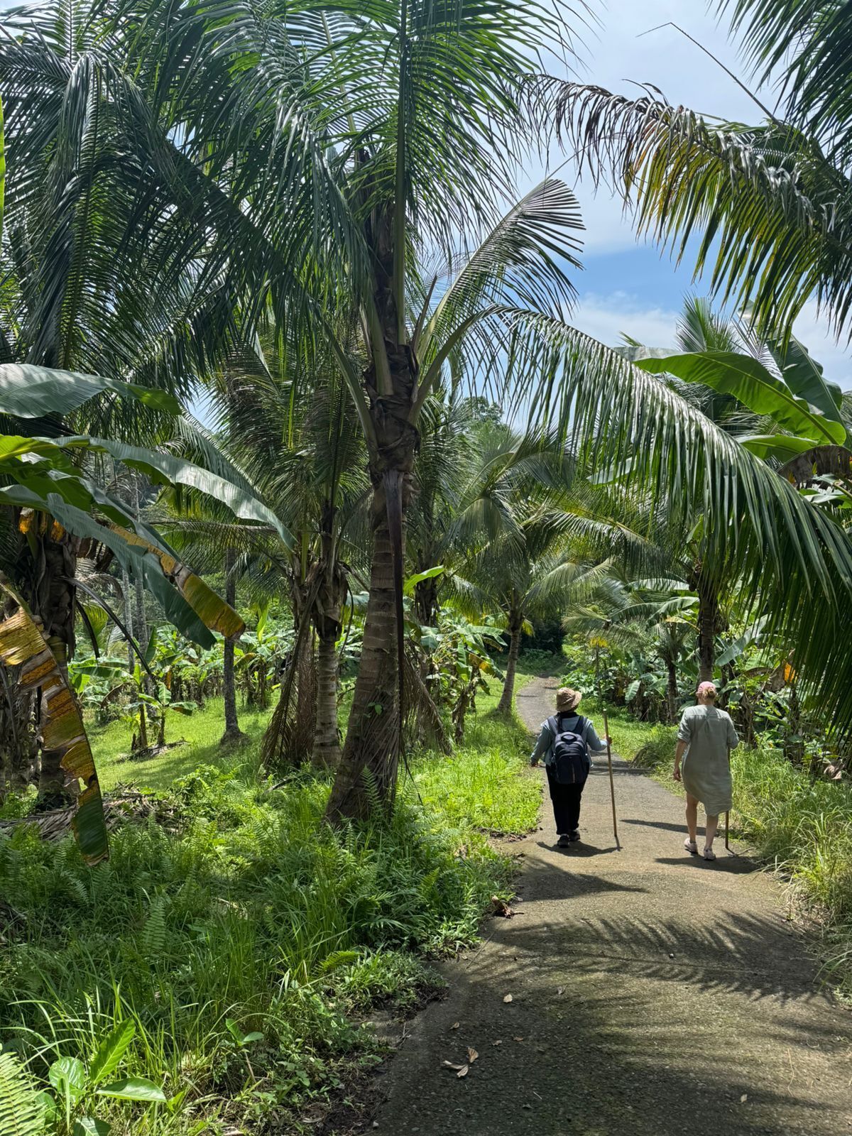 A pathway surrounded by lush greenery and tall palm trees.