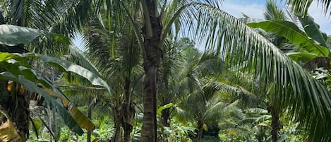 A pathway surrounded by lush greenery and tall palm trees.