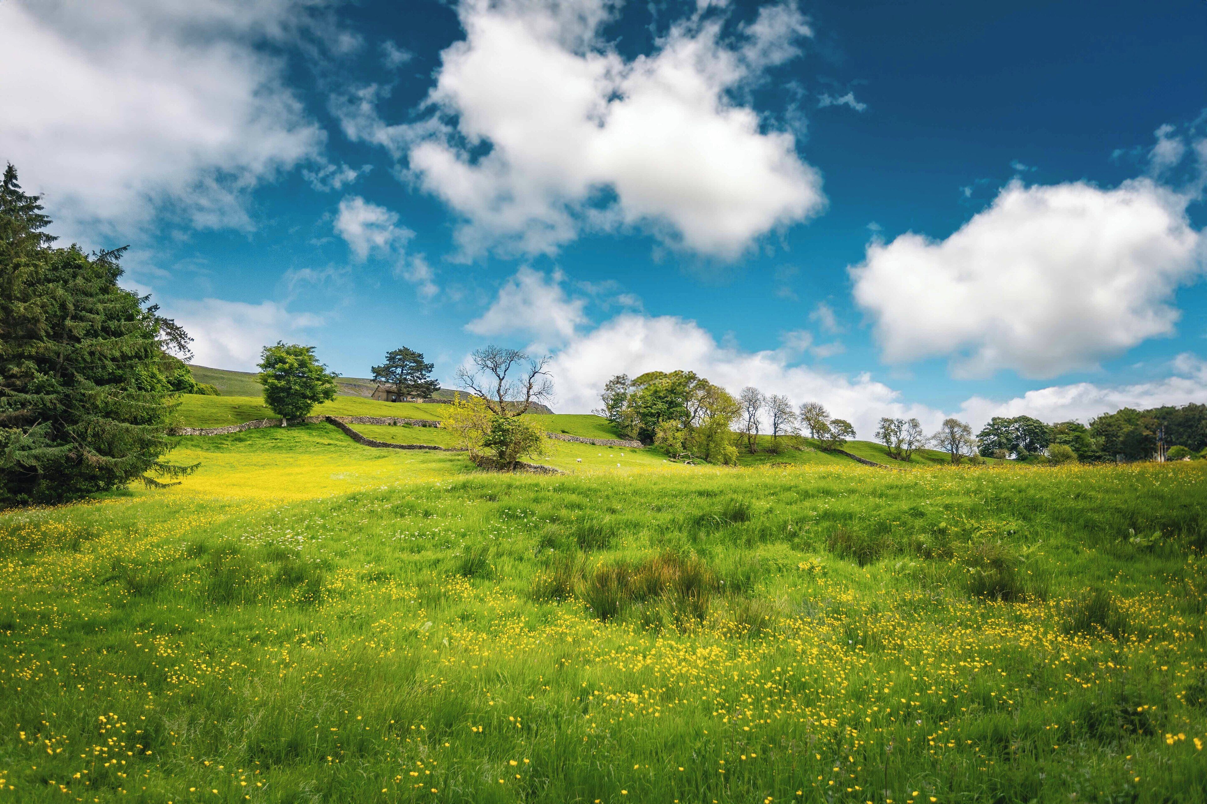 Un campo cubierto de césped con flores amarillas dispersas y árboles bajo un cielo azul con nubes.