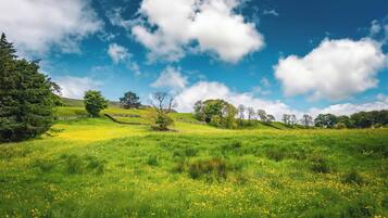 Un campo cubierto de césped con flores amarillas dispersas y árboles bajo un cielo azul con nubes.