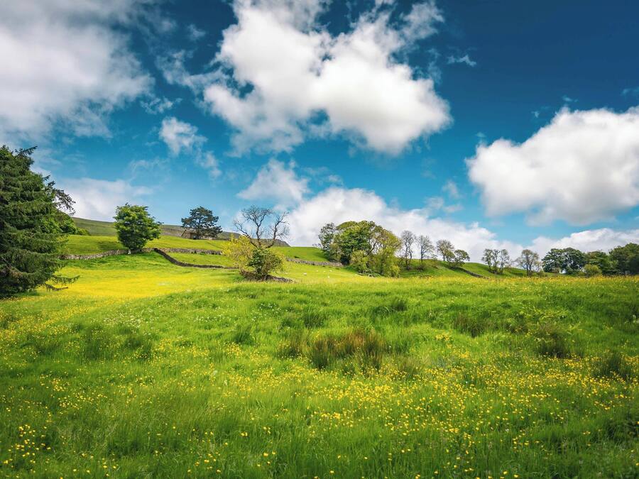 Un campo cubierto de césped con flores amarillas dispersas y árboles bajo un cielo azul con nubes.