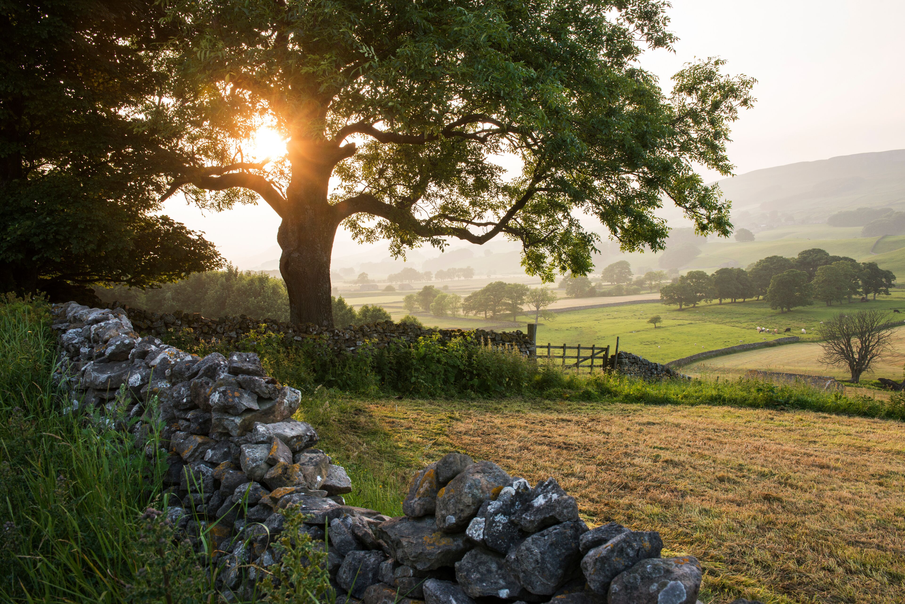 A stone wall, a large tree, and a rural landscape with a stone fence.