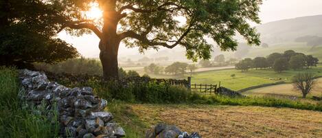 A stone wall, a large tree, and a rural landscape with a stone fence.