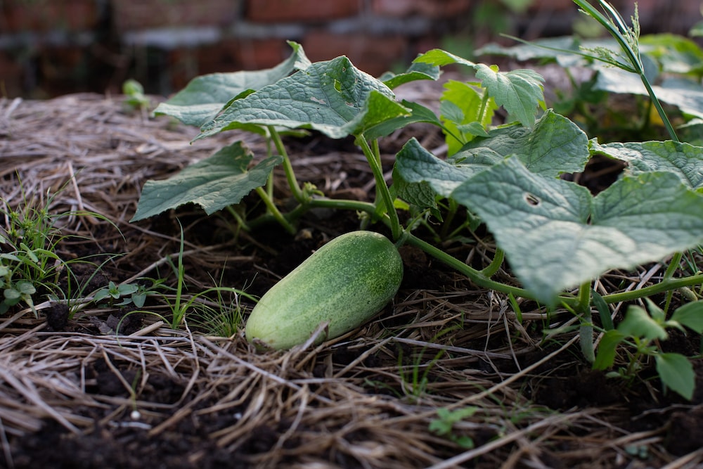 Angkor Rendezvous by null