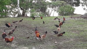 A group of chickens foraging on a grassy field with trees in the background. - Adderley's Motel  (Andros Town)