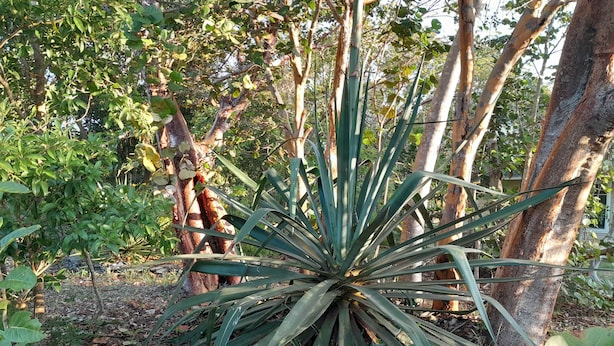 A plant with long, green leaves in a garden setting. - Adderley's Motel  (Andros Town)