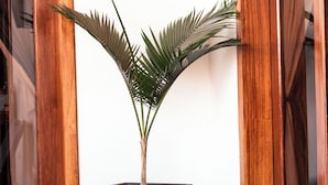 Una planta en maceta en un rincón, con puertas de madera y suelo de baldosas.