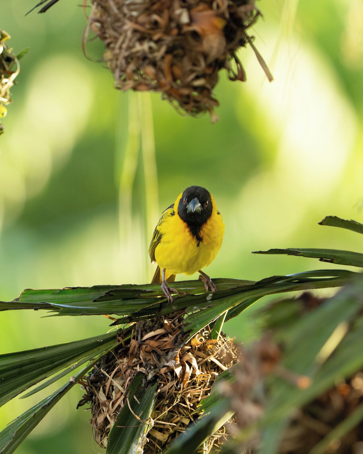 Hypo-allergenic bedding, free WiFi, bed sheets