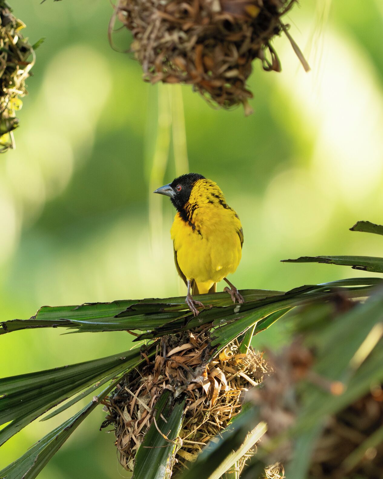 A bird perched on a nest amidst green foliage.