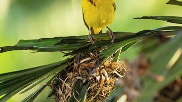 A bird perched on a nest amidst green foliage.