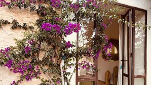 A room with a large window, a wooden door, and a wall covered with purple bougainvillea. - RIAD EUCALYPTUS, ETHNIC HOTEL (Essaouira)