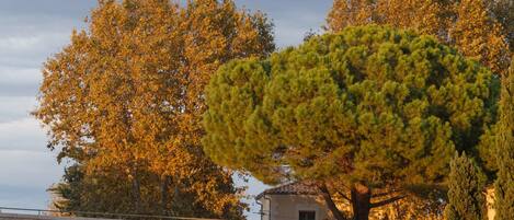 Un bote con una dirección web y un logotipo, atracado cerca de un árbol y un edificio.