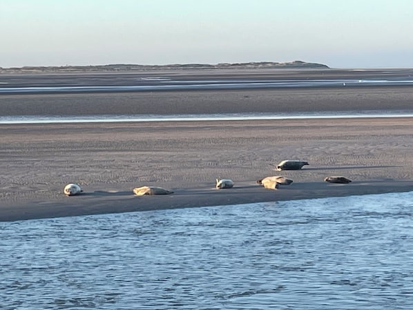 A beach with several large rocks and a calm sea.