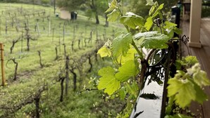 Un vignoble avec des rangées de vignes et un balcon donnant sur la verdure.
