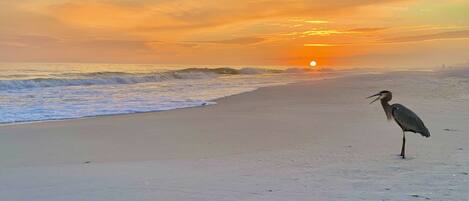 Camastros y toallas de playa