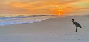 A beach scene with a bird standing on the sand near the water.