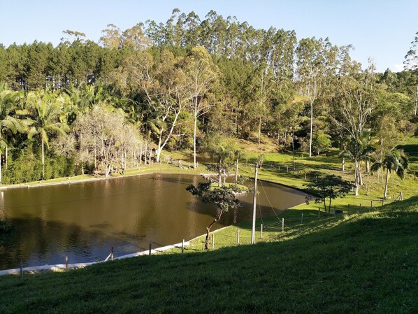 Un parque tranquilo con un estanque, rodeado de abundante vegetación y árboles.