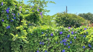 Ein üppiger, grüner Heckenstreifen mit blauen Blüten.