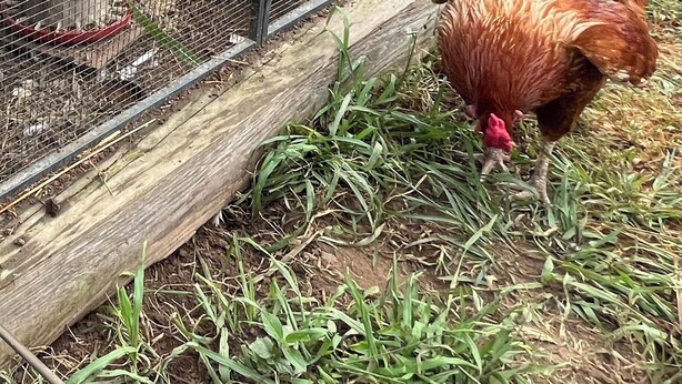 Un gallinero de madera con cerramiento de malla metálica, un comedero azul y un gallo en el suelo.