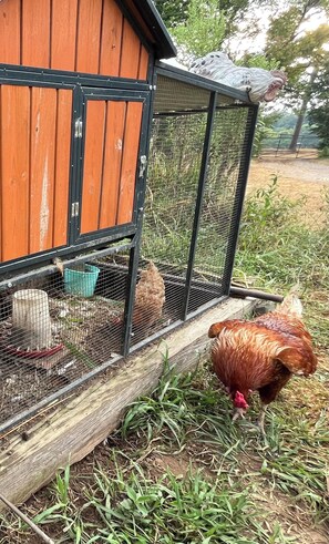 Un poulailler en bois, doté d’un enclos en treillis métallique, d’une mangeoire bleue et d’un coq qui se promène à proximité.