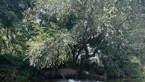 Un río con agua cristalina y un árbol que se extiende sobre el agua.