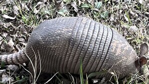 Un armadillo sobre hierba seca.