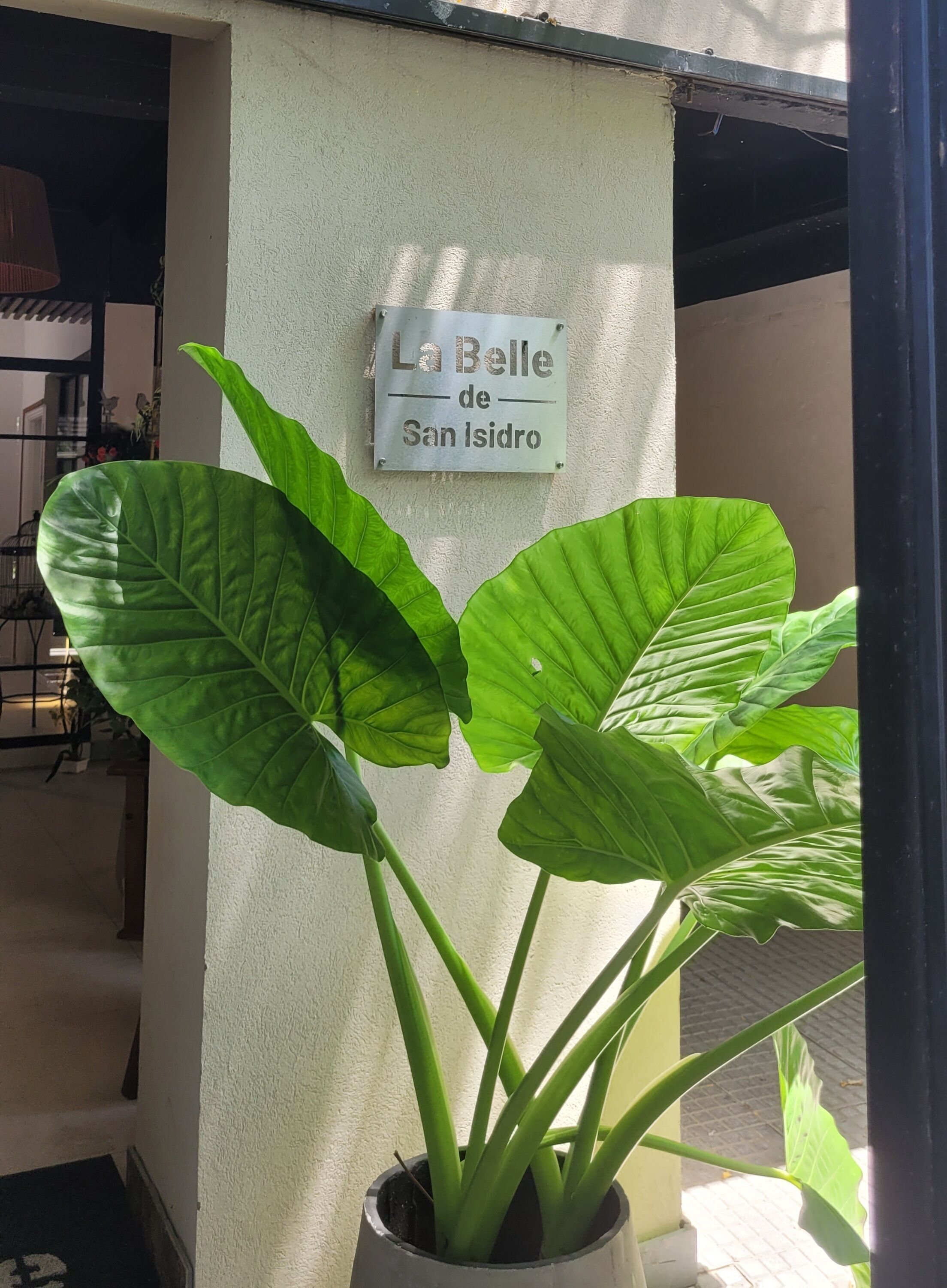 A potted plant with large green leaves in front of a wall with a sign that reads "La Belle de San Isidro."