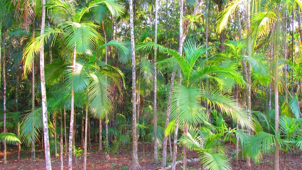 A forest path with palm trees and a stone border. - Beautiful and Cozy House Surrounded by Nature (Morretes)