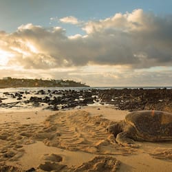 Plage, chaises longues, serviettes de plage