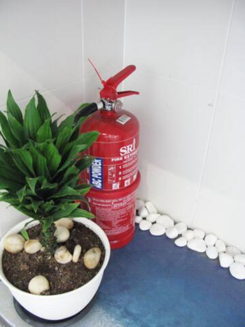 A potted plant with mushrooms and a red fire extinguisher.