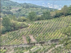 Miscellaneous - Casa do Olival One-Bedroom Studio (Salzedas, Viseu)